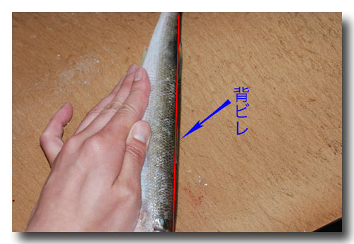 魚の捌き方 背開き カマスを使って説明します 魚屋三代目日記