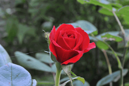 c0093046_7375237.gif