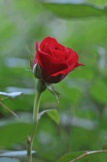 c0093046_7381224.gif