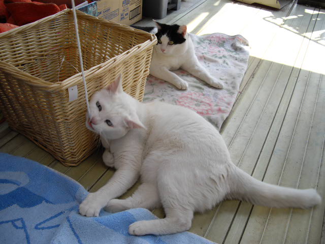 なぜか、はしゃいでいるのは、シロママだけ。_d0116059_12513525.jpg