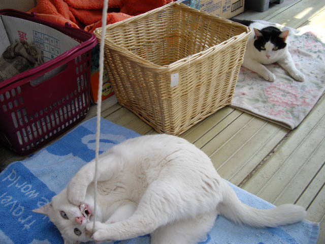 なぜか、はしゃいでいるのは、シロママだけ。_d0116059_12533981.jpg
