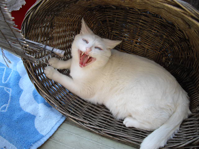 ひゃ~怖っ!化け猫かいな。_d0116059_21462328.jpg