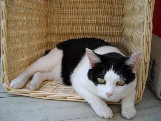 ひゃ~怖っ!化け猫かいな。_d0116059_21491861.jpg