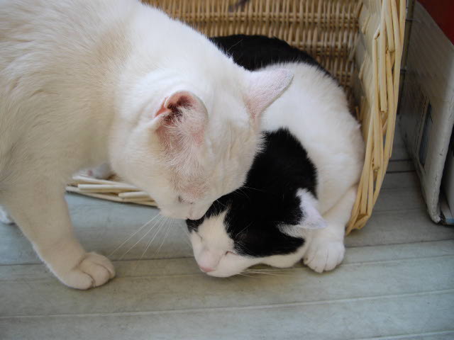 ひゃ~怖っ!化け猫かいな。_d0116059_21535427.jpg