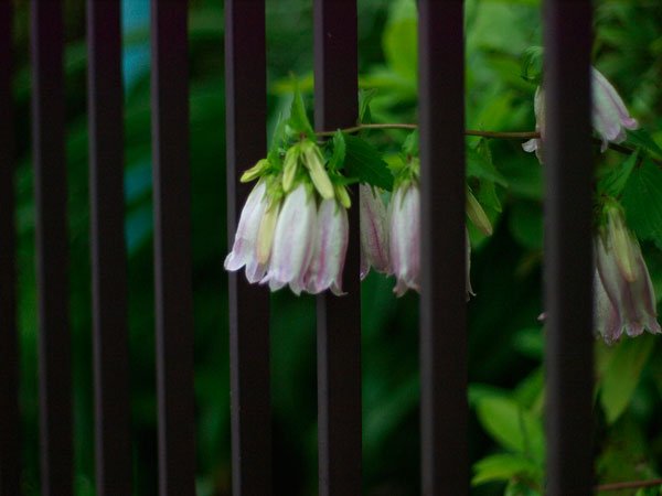 暮れゆく陽　誘われ街に　花散歩　（＝試写）_a0031363_042334.jpg