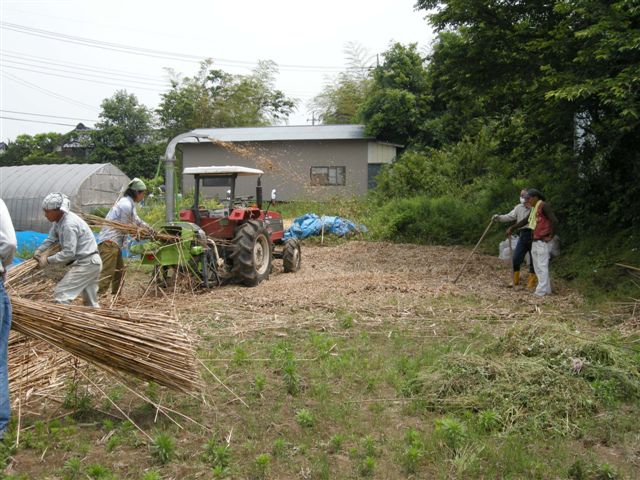 08年・ヨシの裁断作業_b0019564_2291512.jpg