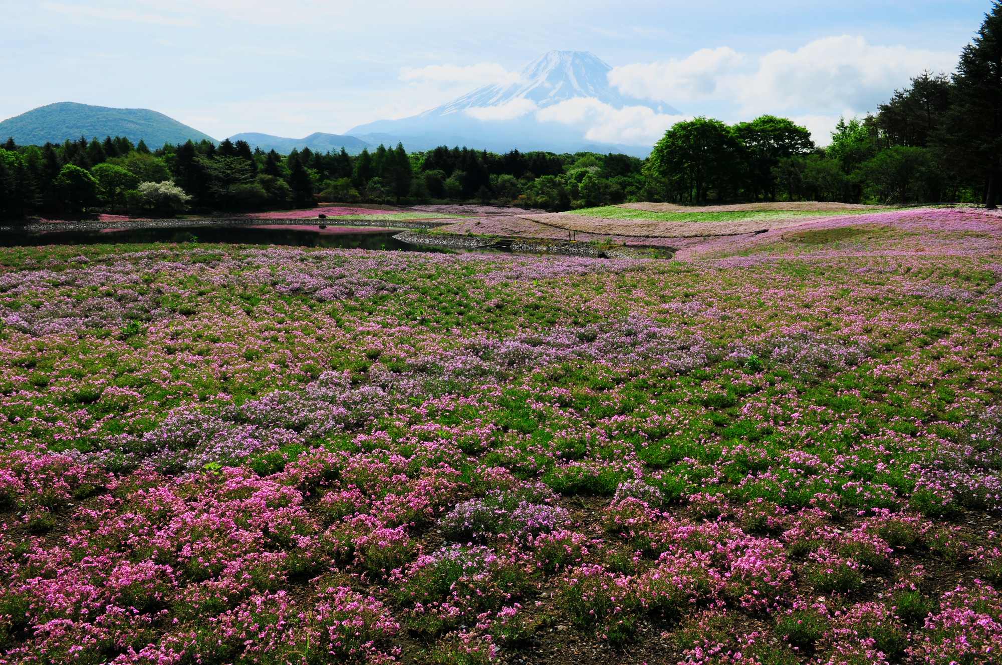 富士芝桜まつり_e0071178_4471280.jpg