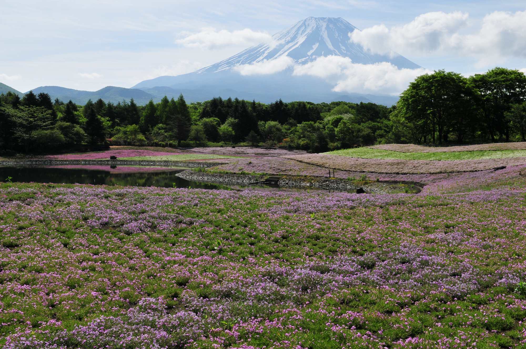 富士芝桜まつり_e0071178_4491165.jpg