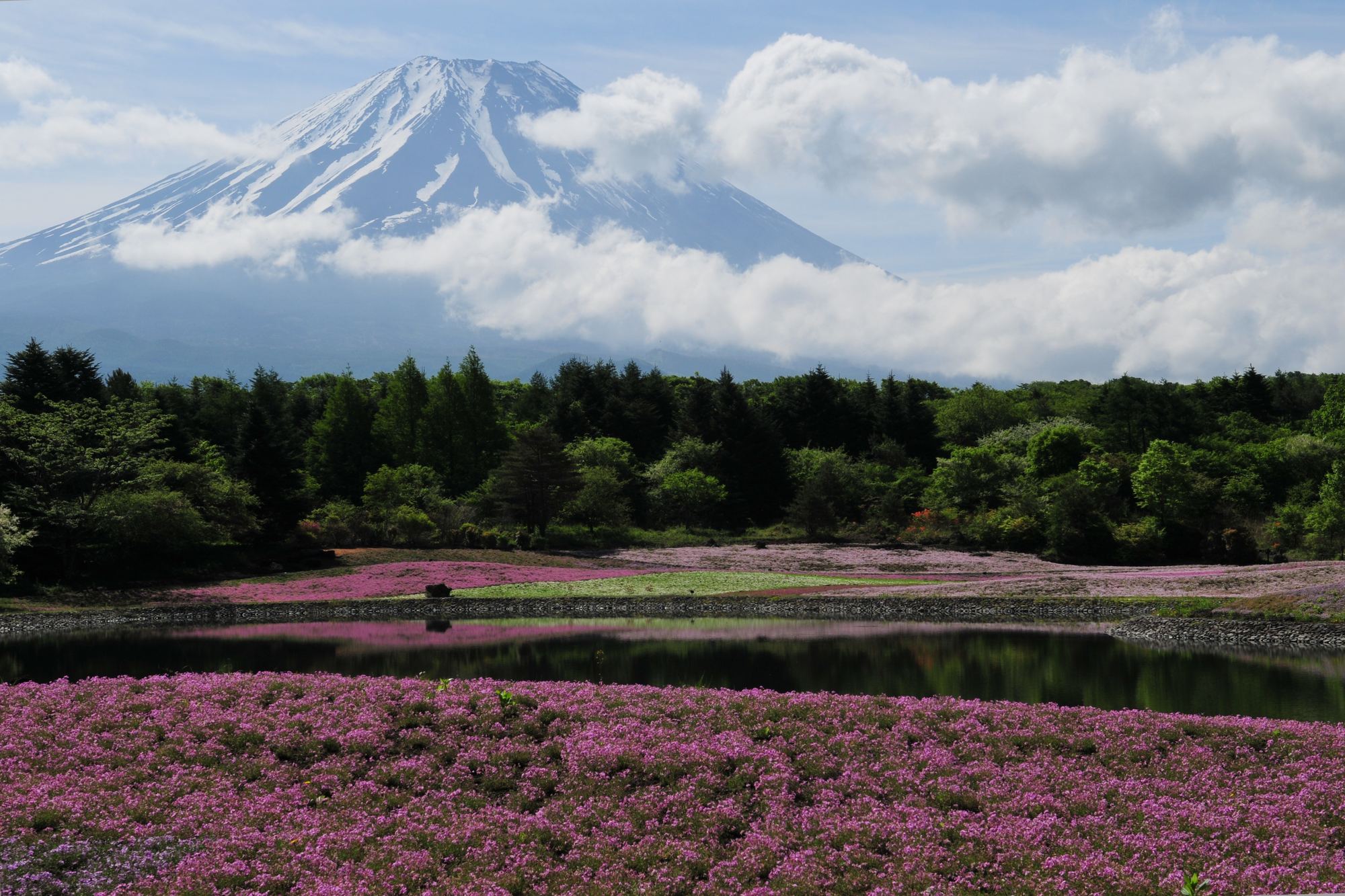 富士芝桜まつり_e0071178_5134933.jpg