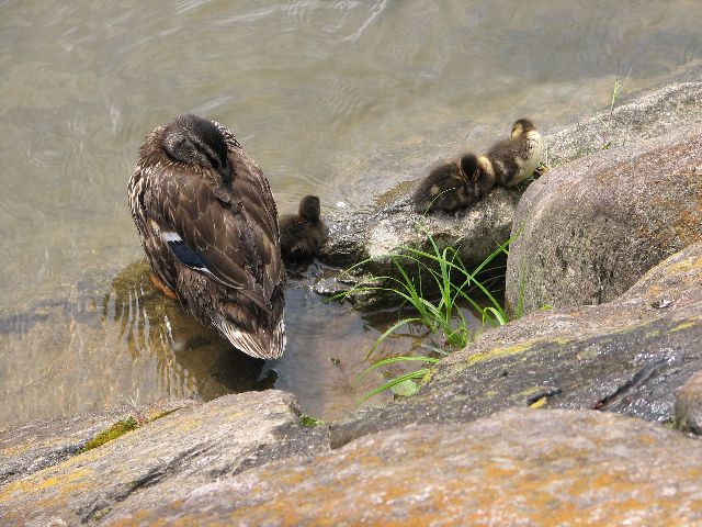 三羽の子ガモ_c0036792_2159136.jpg