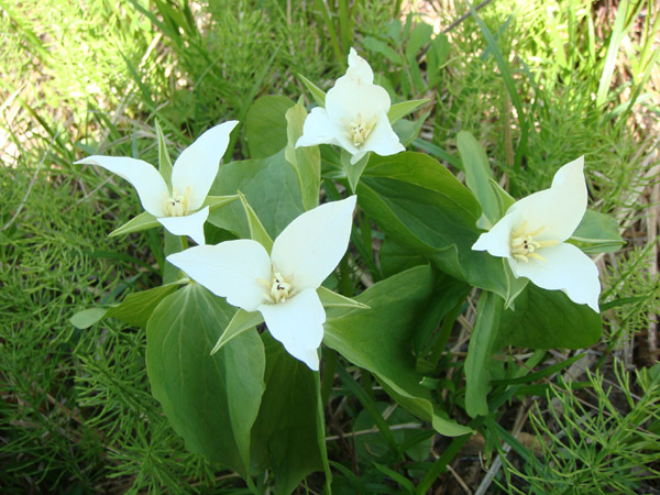 西岡公園の春(5/13)　　２_f0146493_01979.jpg