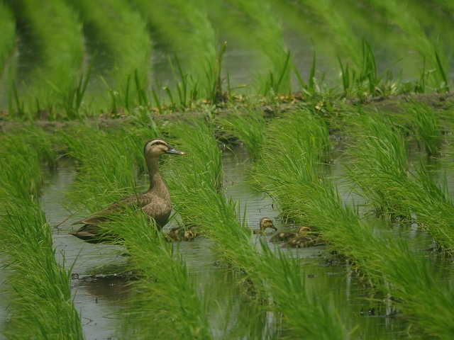 カルガモ親子　その３_c0079001_20554220.jpg