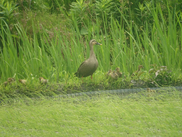 カルガモ親子　その３_c0079001_2055526.jpg