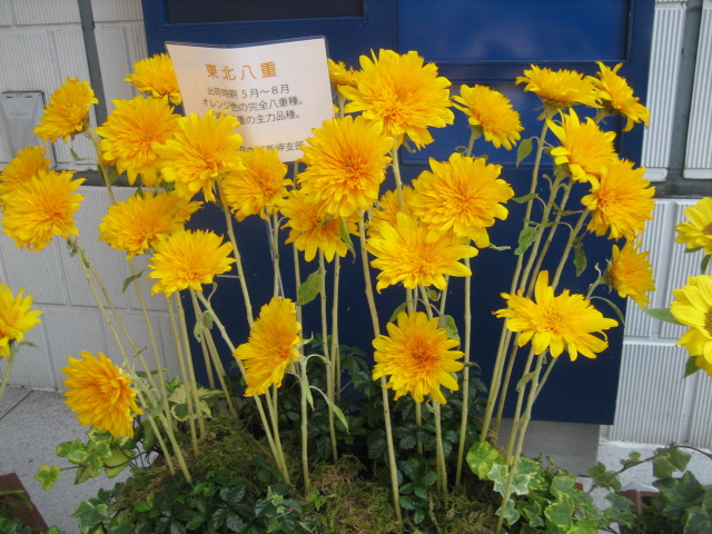 ♪銀座で味わう★花模様！_d0004210_1651297.jpg