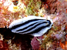 海の中はウミウシの季節&植草一秀さんのブログ_a0043520_18161980.jpg