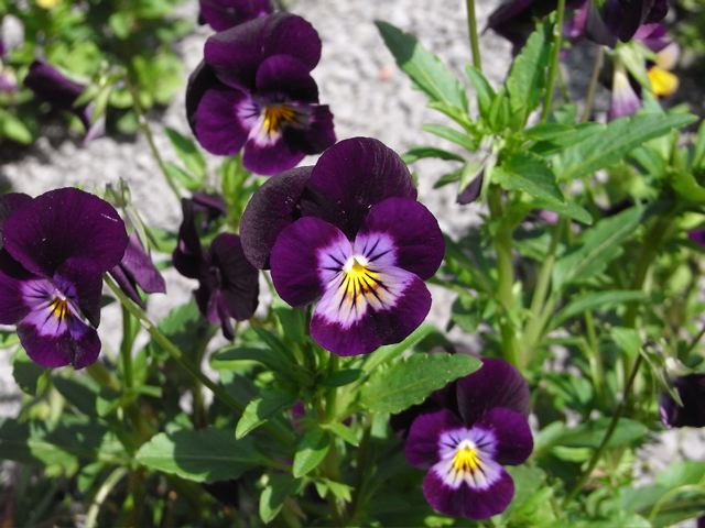 d0075828_061518.jpg