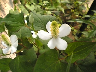 e0142628_22284643.jpg