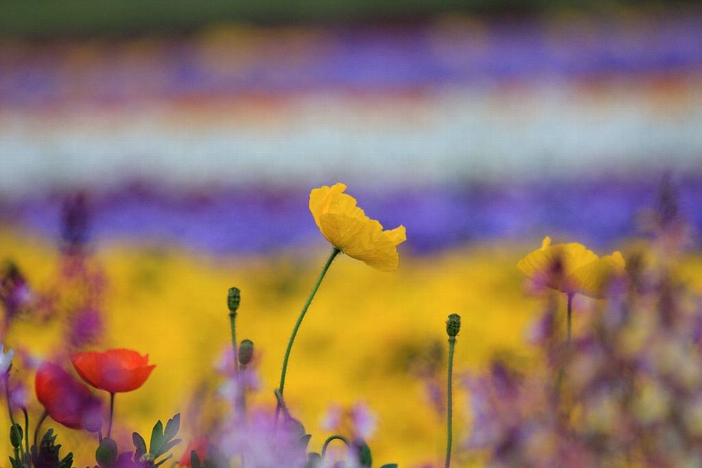 久住花公園にて_e0077041_11472412.jpg