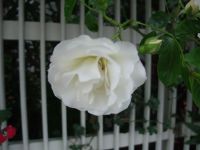 相棒_e0080345_8101169.jpg