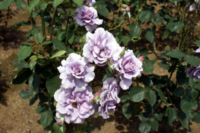 f0031546_21295758.jpg