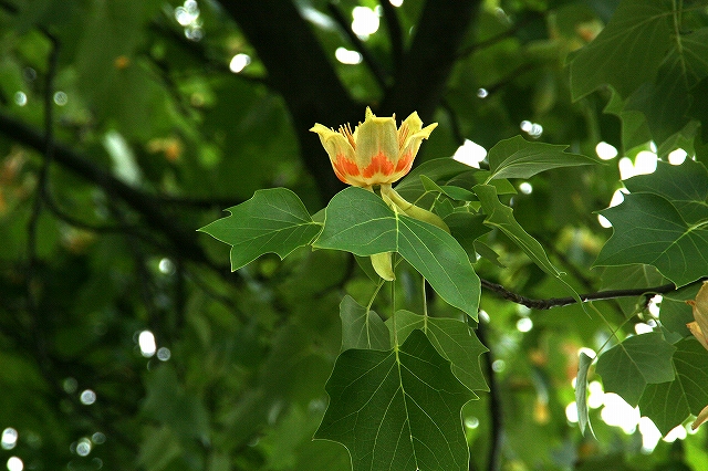 c0155950_7334038.jpg
