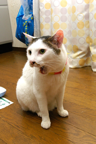 一列食事風景 ふたたび_a0028451_1853325.jpg
