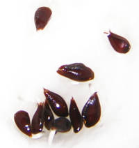 e0033751_23292292.jpg