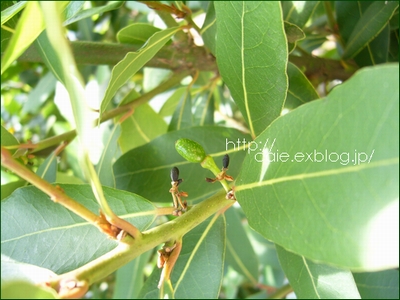 月桂樹に実の実る 月桂樹 Laurus Nobilis 月桂樹に実の実る 月桂樹 Laurus Nobilis