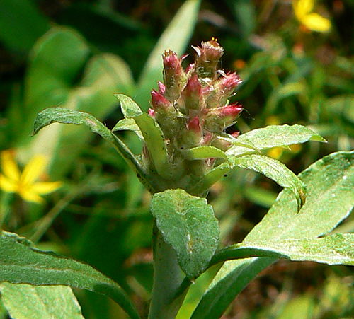 d0091754_1473181.jpg