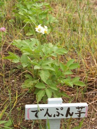 5月25日【田植え2日目】_f0158655_13535473.jpg