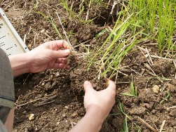 5月25日【田植え2日目】_f0158655_13553561.jpg