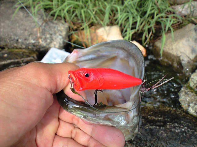 c0127358_20573350.jpg