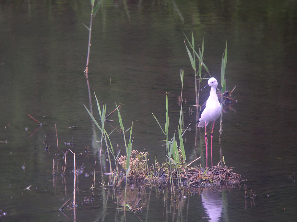 ★週末の鳥類園（2008.5.24～25）_e0046474_022829.jpg