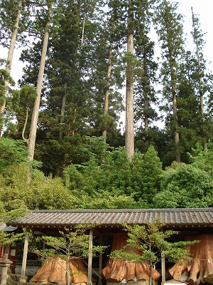 宇奈岐日女神社_c0140982_1747198.jpg