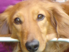 2008年5月26日 いい季節 _b0098584_15112658.jpg