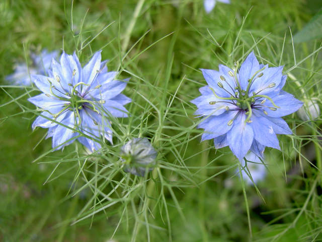 久しぶりにタネから育てた花です。_f0042891_230369.jpg