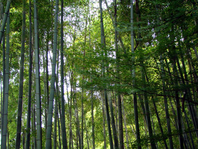 京都へ、おばさんの修学旅行_a0047200_10504994.jpg