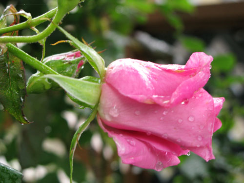 雨上がりの紫陽花さんに囲まれて_c0011204_2150728.jpg