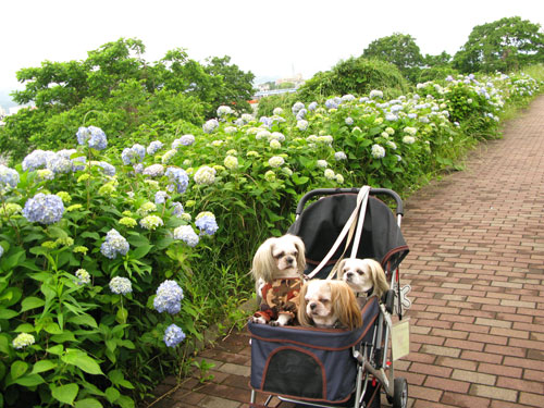 雨上がりの紫陽花さんに囲まれて_c0011204_2241118.jpg