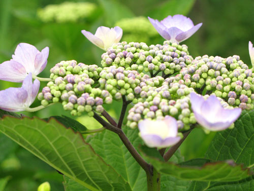 雨上がりの紫陽花さんに囲まれて_c0011204_2245550.jpg