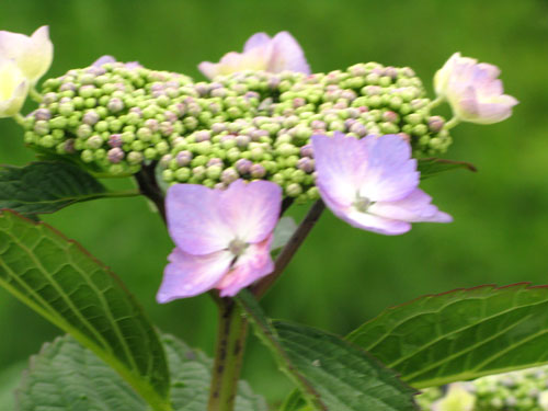 雨上がりの紫陽花さんに囲まれて_c0011204_2261126.jpg