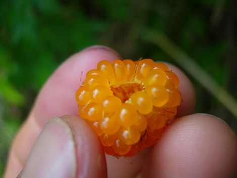 虫が食べる、僕も食べる_b0134008_549376.jpg