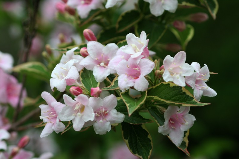 山に咲く花 5月19日の花 くろせのはな 今日の花 山に咲く花 5月19日の花 くろせのはな 今日の花