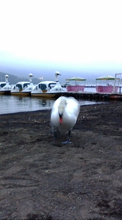 湖畔で白鳥が２足歩行で攻めてきた！！_b0032617_1830967.jpg