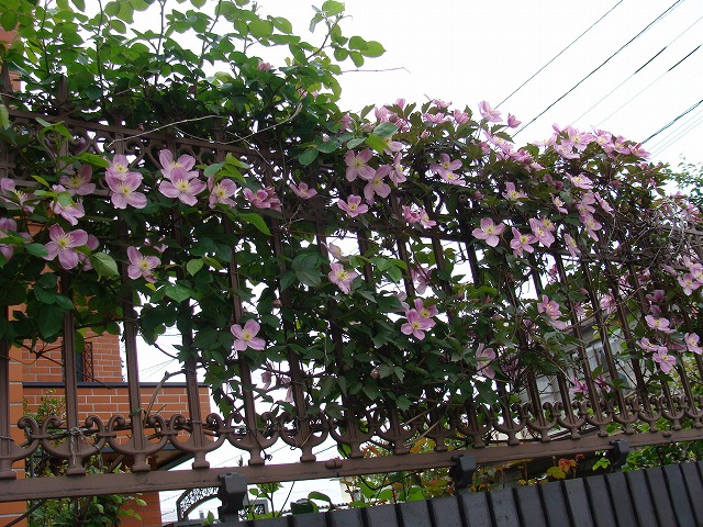 f0170524_165396.jpg