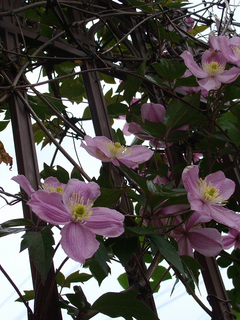 f0170524_16553059.jpg