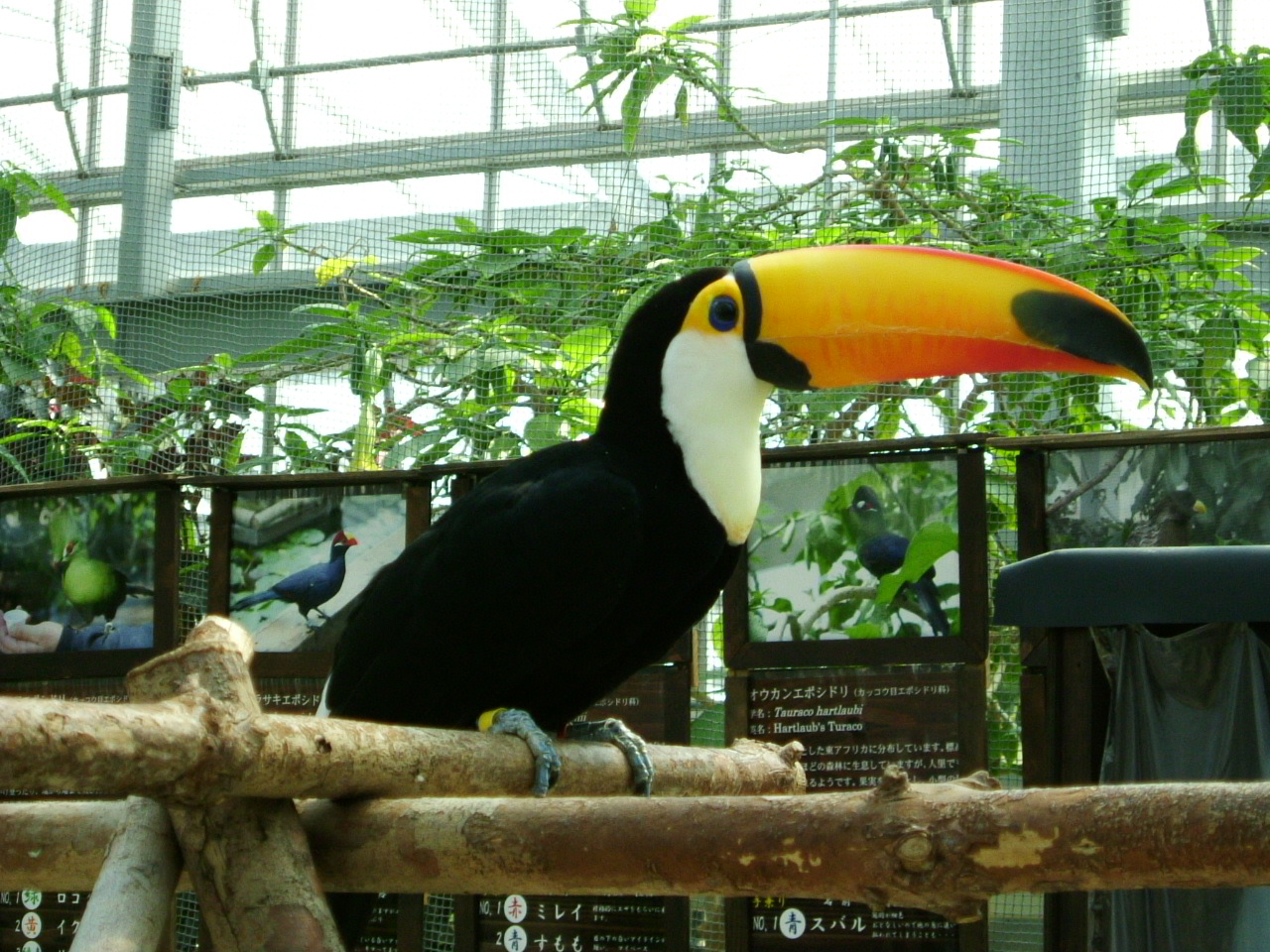 熱帯の鳥 オオハシ ドナのため口