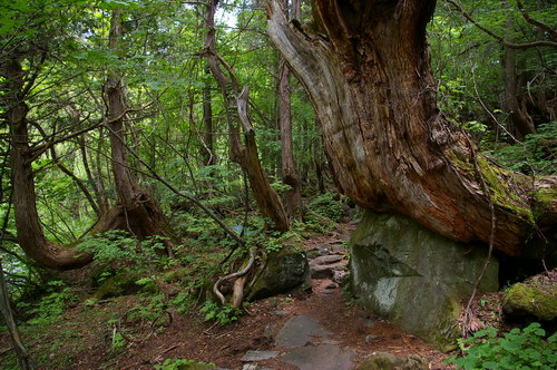 原生林探勝路と大滝_d0102327_1054.jpg