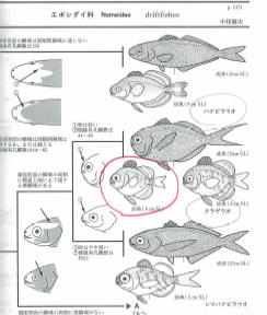 図鑑 魚類検索 って 素晴らしい Jonny And Julia S Home