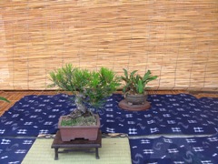 工夫のある(大谷書店)_b0140235_21532467.jpg